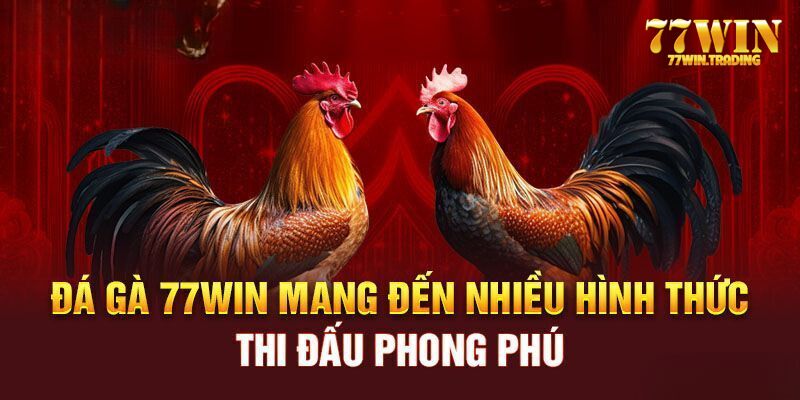 Những giống chiến kê có giá khi đến sảnh đá gà 77WIN 