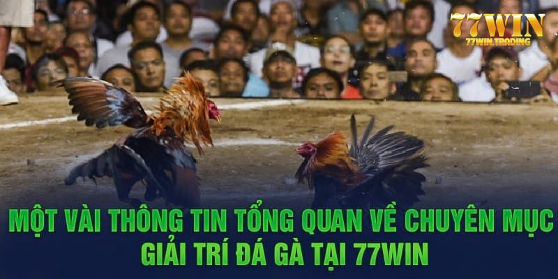 Cách chơi đá gà 77WIN chi tiết nhất cho hội viên