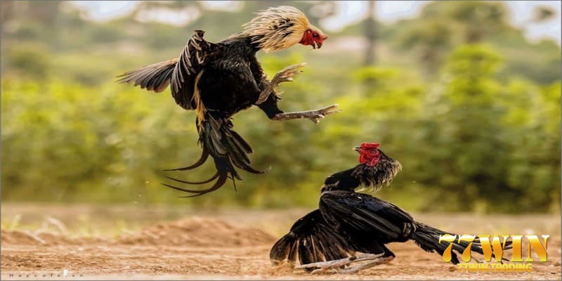 Tìm hiểu những cách để nhận biết các loại vảy gà
