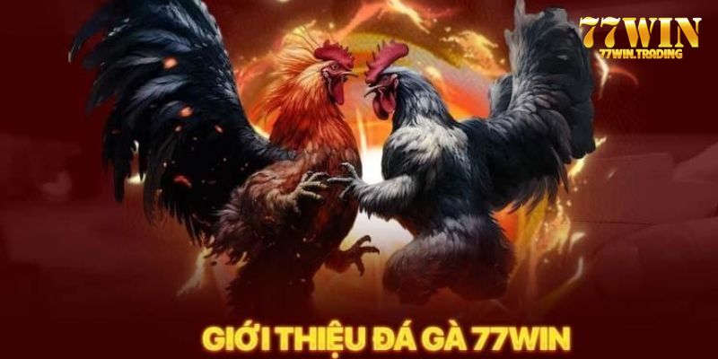 Thông tin sơ lược khi nói đến đá gà 77WIN