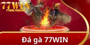 đá gà tre 77WIN
