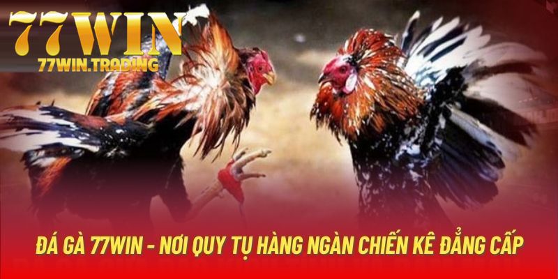 Khám phá các cửa cược áp dụng trong thi đấu chọi gà