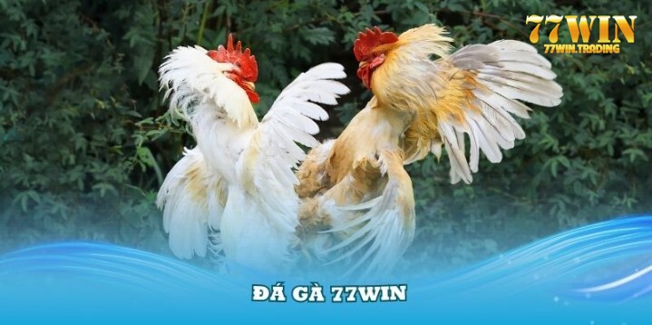 Những lưu ý khi hội viên đến sảnh đá gà này