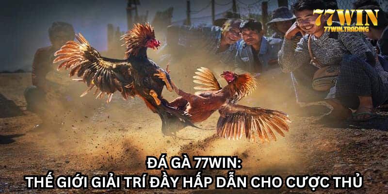 Phân tích rõ hơn về từng trận chọi kê