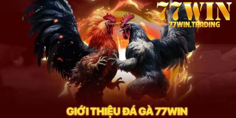 Tìm hiểu sơ bộ về mô hình hot nhất thị trường - Đá gà tre 77WIN