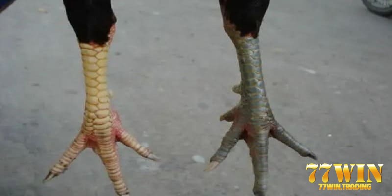 vảy gà thần kê là gì 77WIN